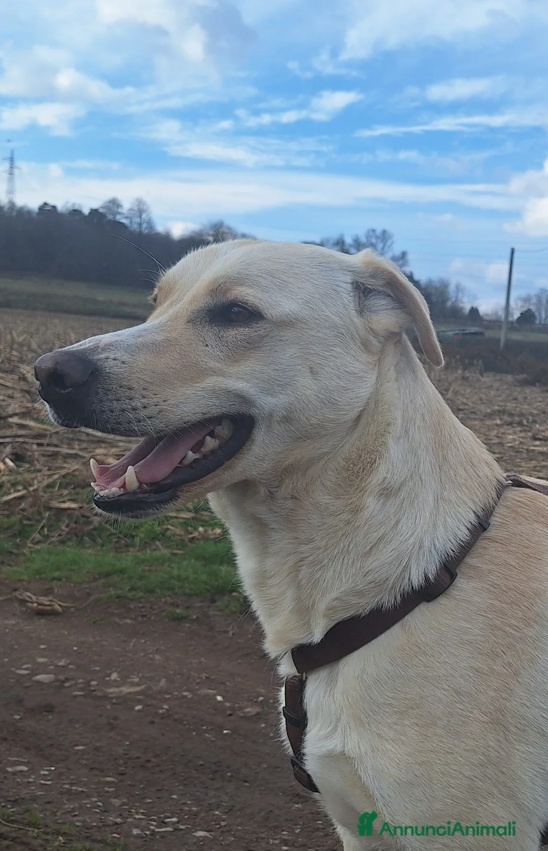 Labrador cani in regalo: Diana un cane speciale in cerca di casa  a Città metropolitana di Milano - Annuncio 10