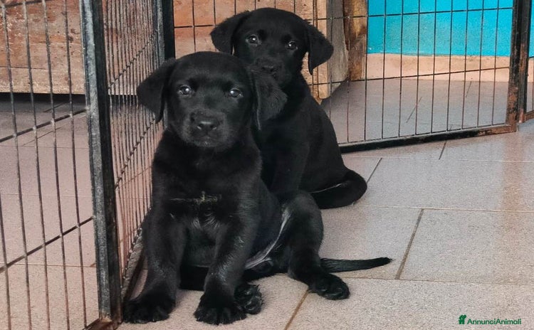 Labrador cani - Annuncio 4