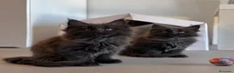 Maine Coon gatti in vendita: cuccioli di maine coon a Provincia di Como - Annuncio 3