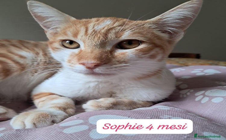 Altre razze gatti - Annuncio 18