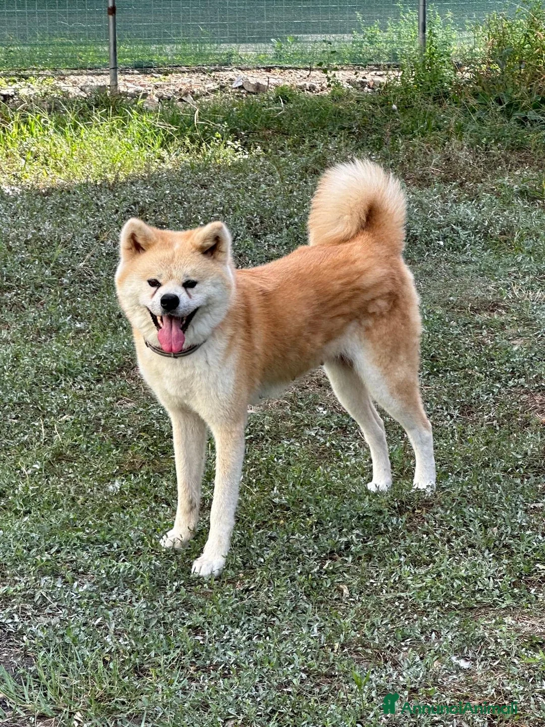 Akita Inu cani in regalo: Akita inu. Pedigree . Femmina - Annuncio 5
