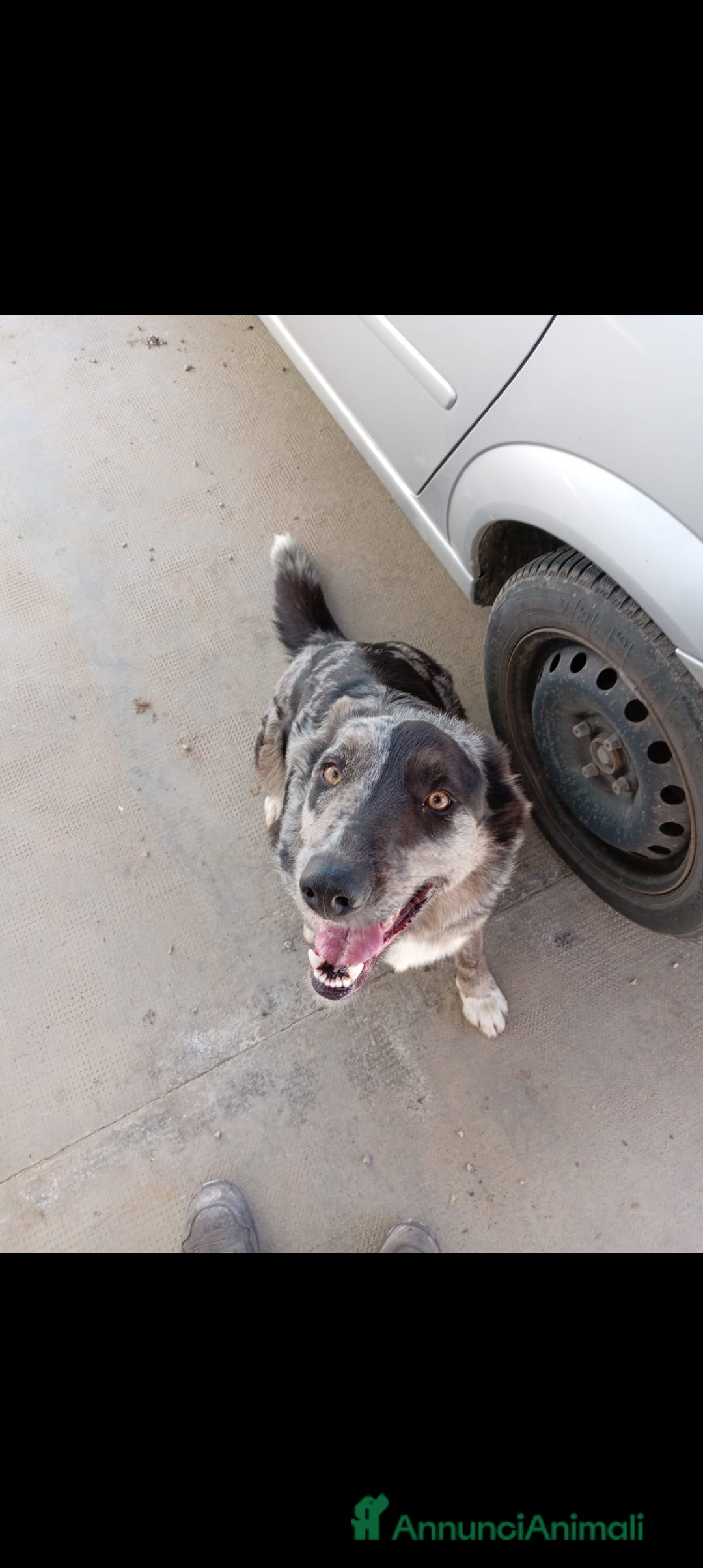 Meticcio cani in regalo: Cedesi - Annuncio 2