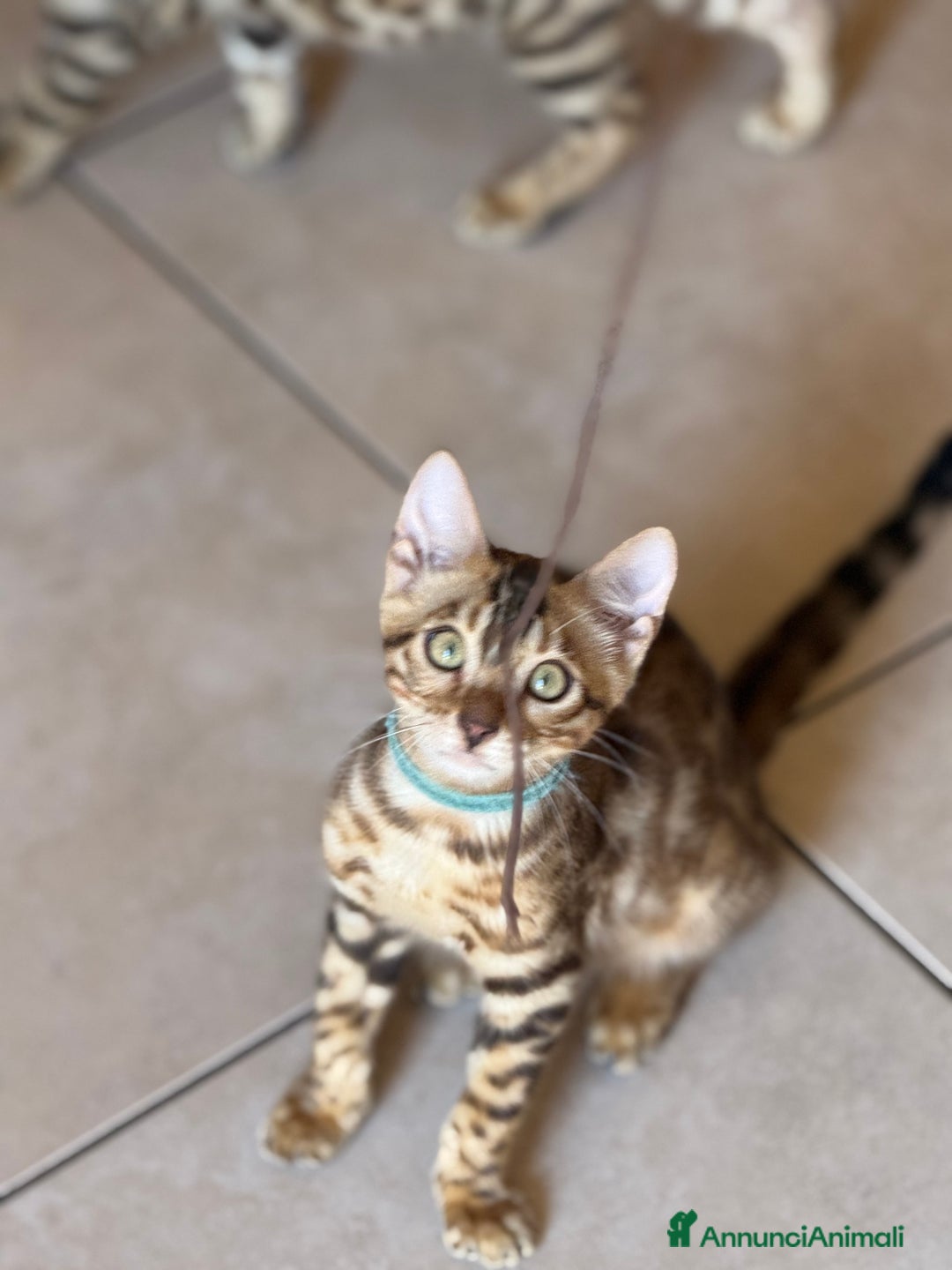 Bengala gatti in vendita: Bellissimi cuccioli  a Città metropolitana di Roma Capitale - Immagine 8
