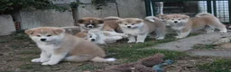 Akita Inu cani in vendita: ULTIME PRENOTAZIONI CUCCIOLI AKITA LOMBARDIA - Annuncio 1