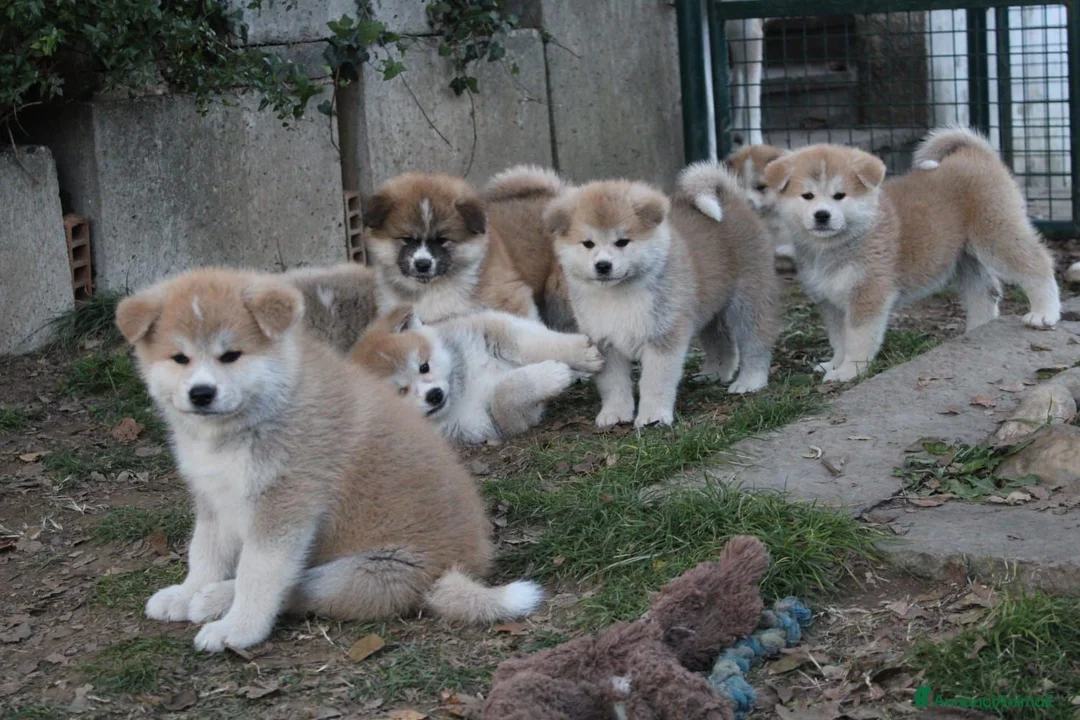 Akita Inu cani in vendita: ULTIME PRENOTAZIONI CUCCIOLI AKITA LOMBARDIA - Annuncio 1