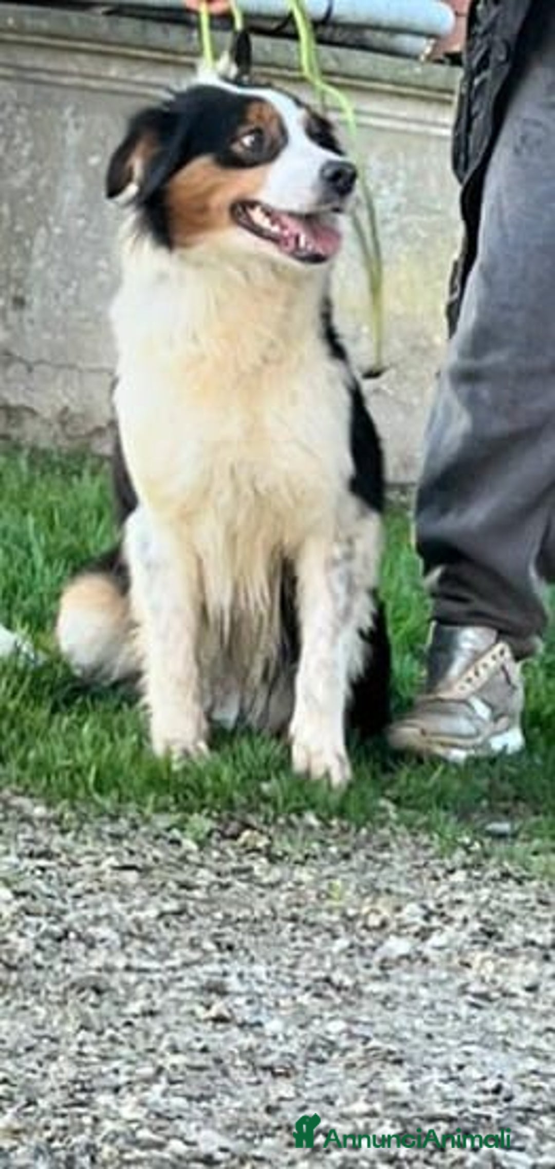 Australian Shepherd cani in regalo: Femmina di pastore australiano - Annuncio 3
