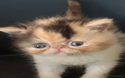 Exotic Shorthair gatti in vendita: Si accettano prenotazioni per esotica calico a Provincia di Pisa - Immagine 5