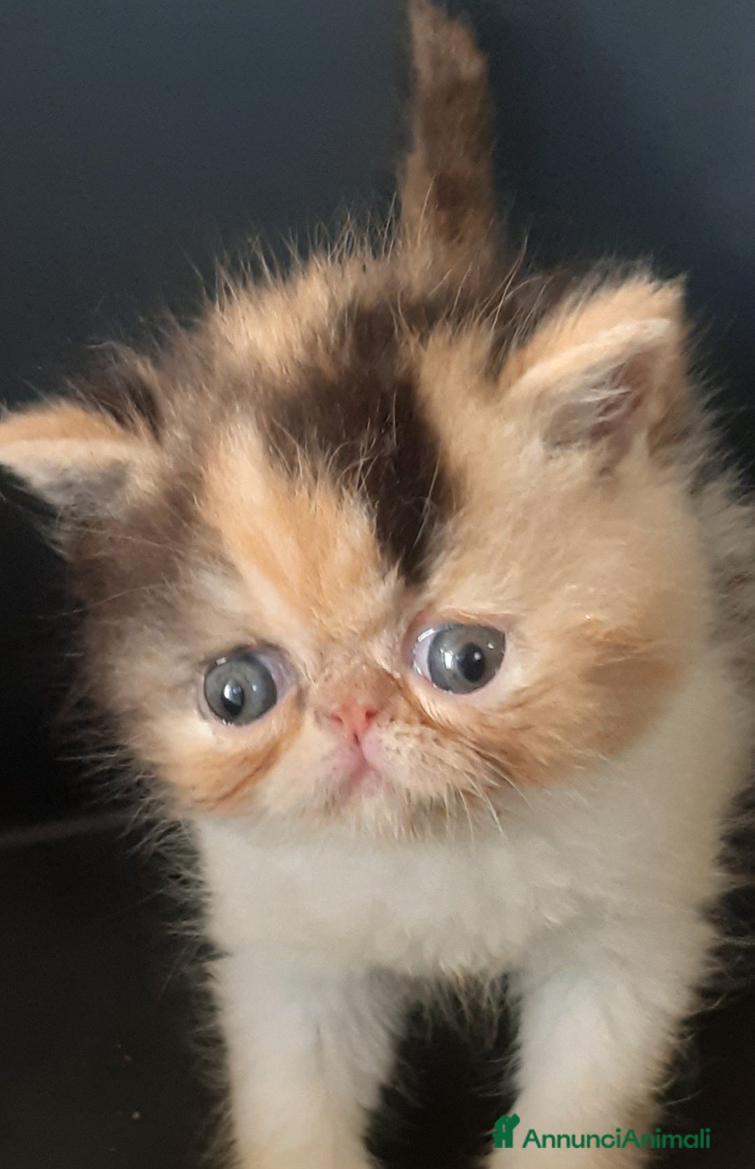 Exotic Shorthair gatti in vendita: Si accettano prenotazioni per esotica calico a Provincia di Pisa - Immagine 5