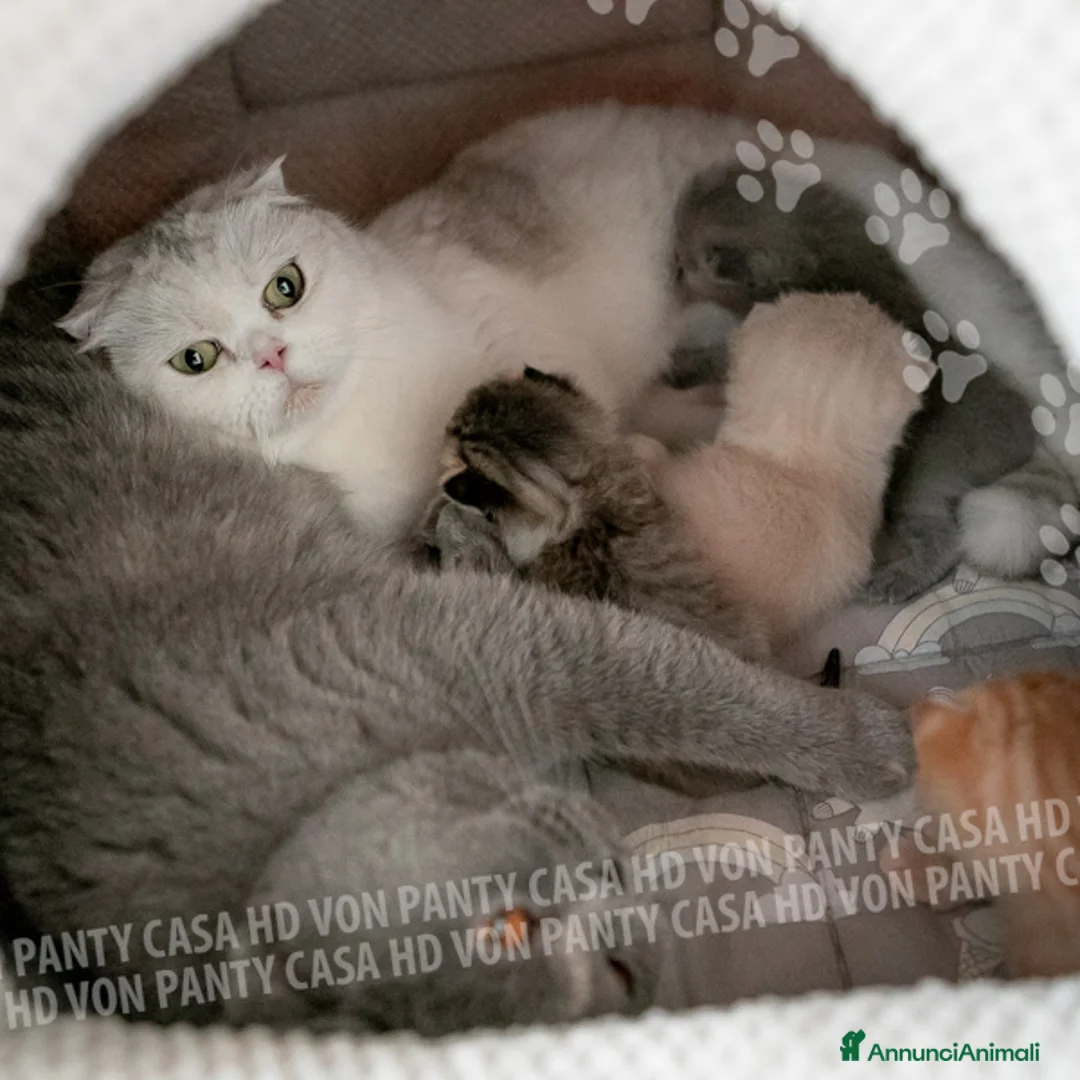 Scottish gatti in vendita: Maschietti Scottish Fold - Annuncio 2