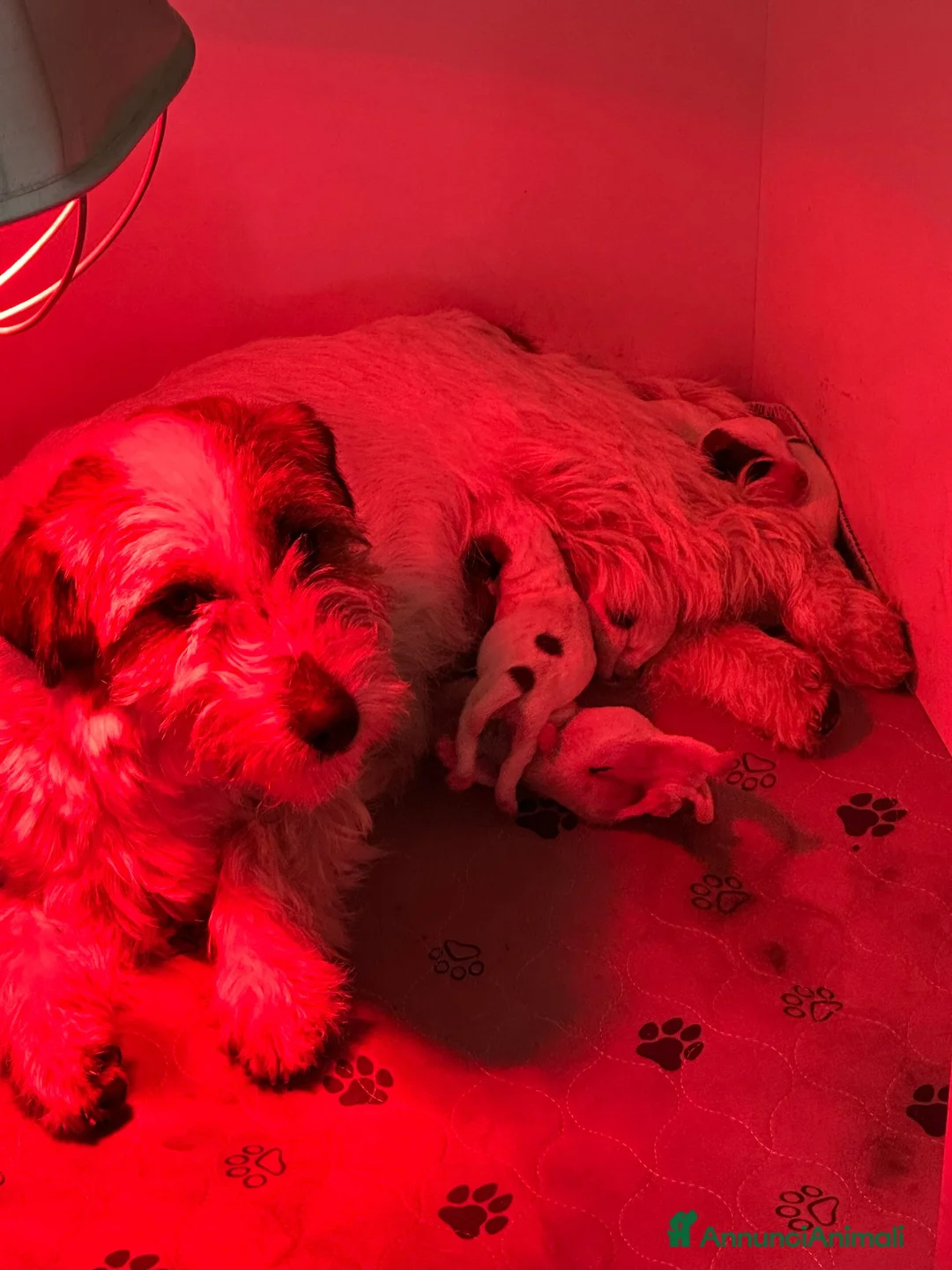 Jack Russell cani in vendita: Cucciolo maschio di Jack Russell a pelo ruvido - Annuncio 2