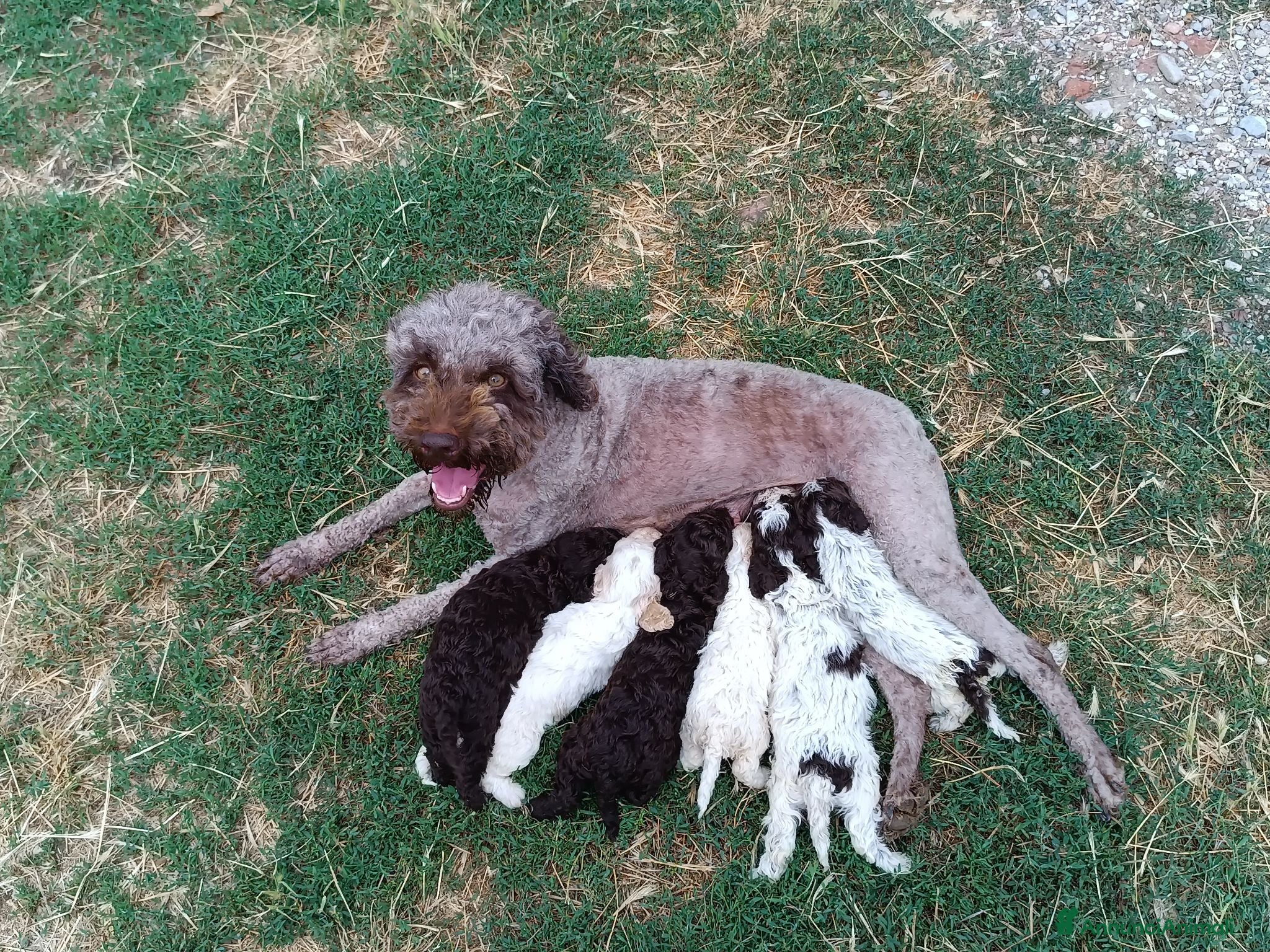 Lagotto cani Lagotti  - Annuncio 7