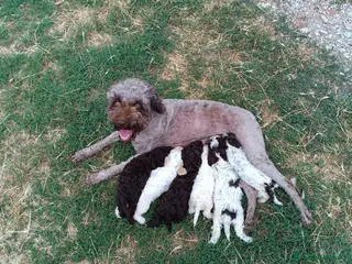 Lagotto cani Lagotti - Annuncio 7