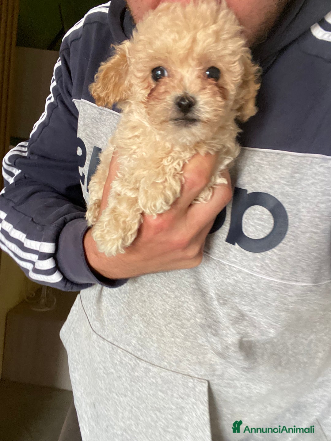 Maltese cani in vendita: Maltipoo a Provincia di Latina - Immagine 5