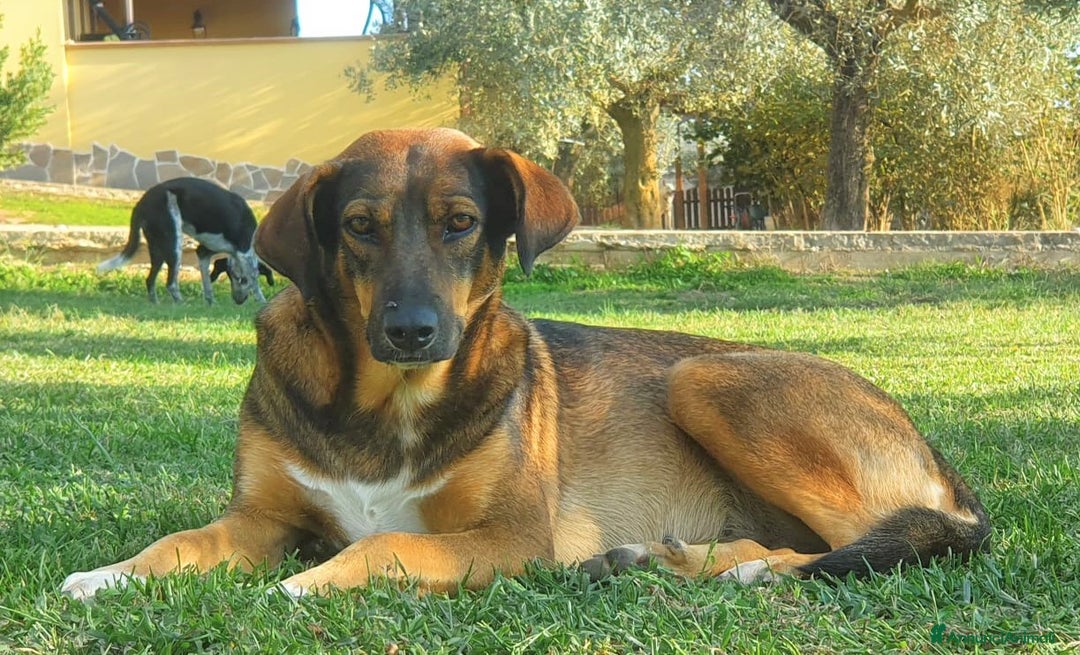 Meticcio cani in regalo: MINA,una vita difficile da raccontare a Pomezia - Annuncio 3