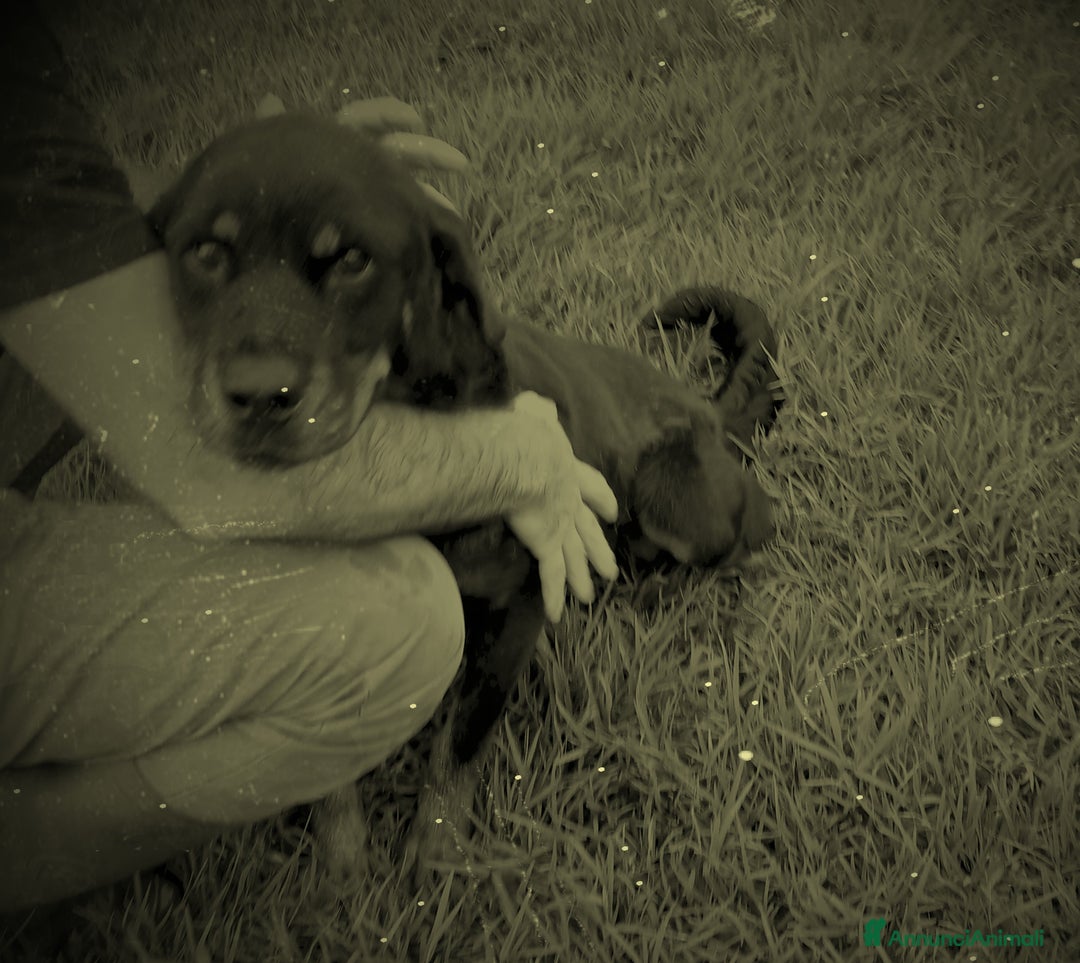 Meticcio cani in regalo: Una rott per amica, AMBETA a Provincia di Latina - Annuncio 6