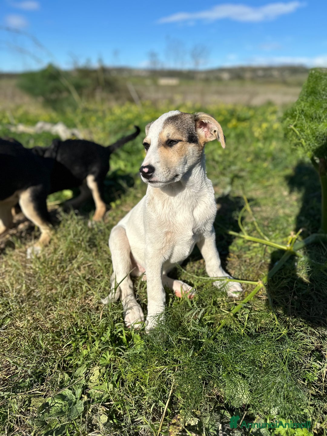 Meticcio cani in regalo: LIAM CERCA ADOZIONE - Annuncio 2