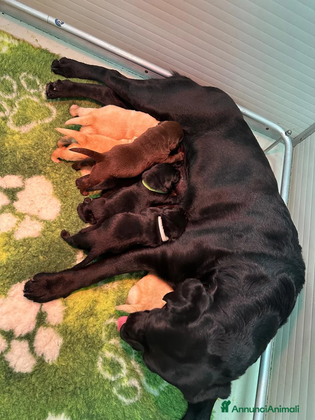 Labrador cani in vendita: Cuccioli labrador retriever  a Provincia di Rovigo - Annuncio 1