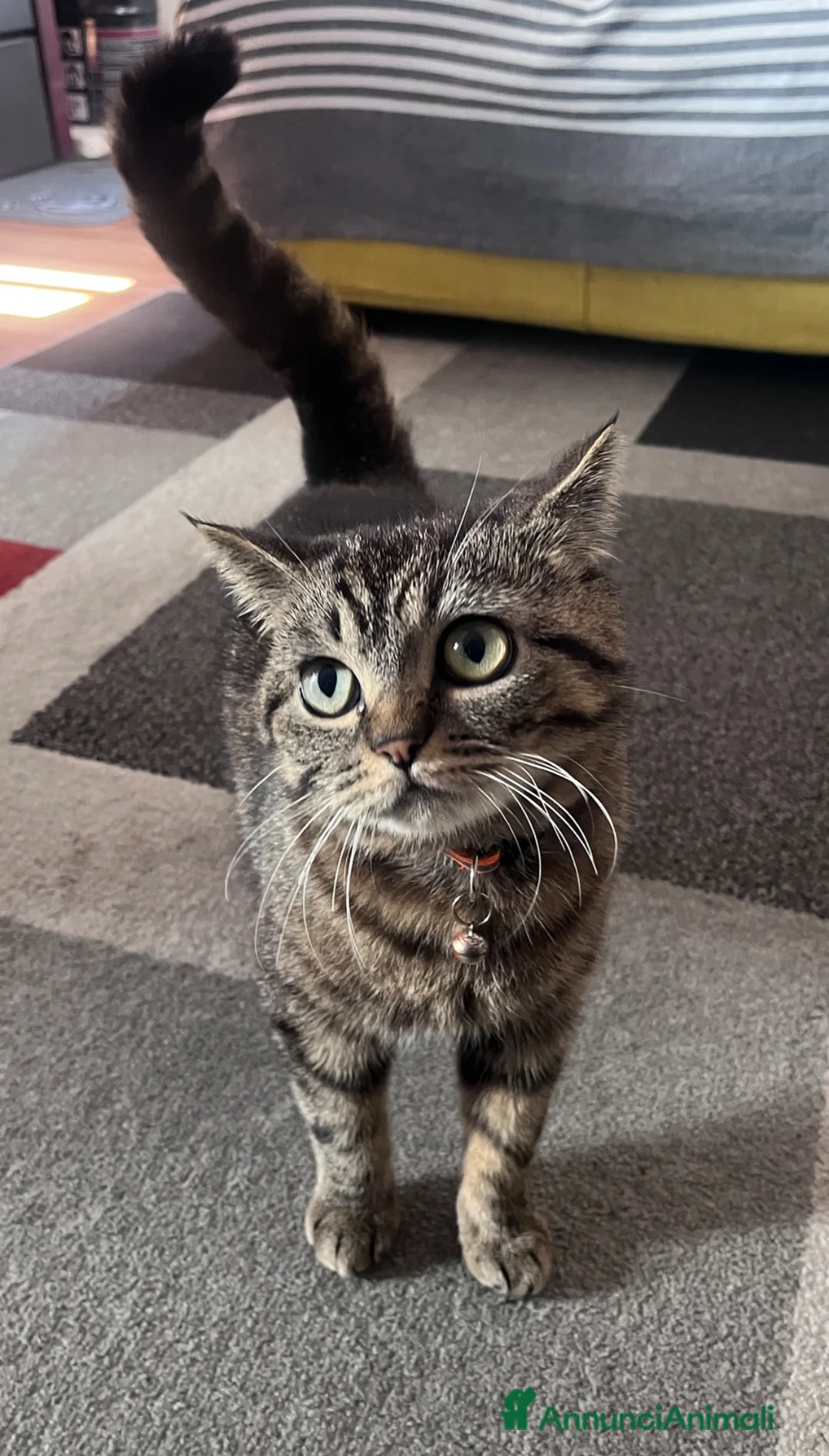 British gatti in vendita: British Shorthair BlackTabby–16 mesi a Ente di decentramento regionale di Udine - Annuncio 1