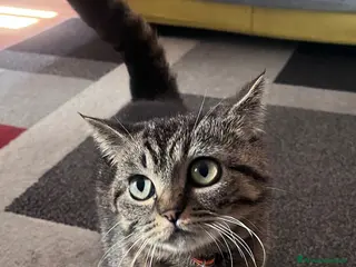 British gatti British Shorthair BlackTabby–16 mesi - Annuncio 13