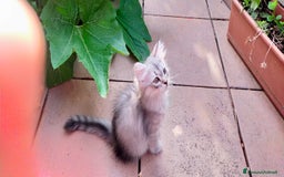 Norvegese gatti in vendita: Gattini mix norvegesi delle foreste e persiano  a Provincia di Novara - Immagine 2