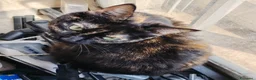 Europeo gatti in regalo: Si danno in adozione a Bari 2 gatte.  a Città Metropolitana di Bari - Annuncio 3