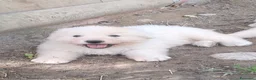 Pastore Abbruzzese Maremmano cani in vendita: cuccioli e cuccioloni di pastore Abruzzese Mar. - Annuncio 5