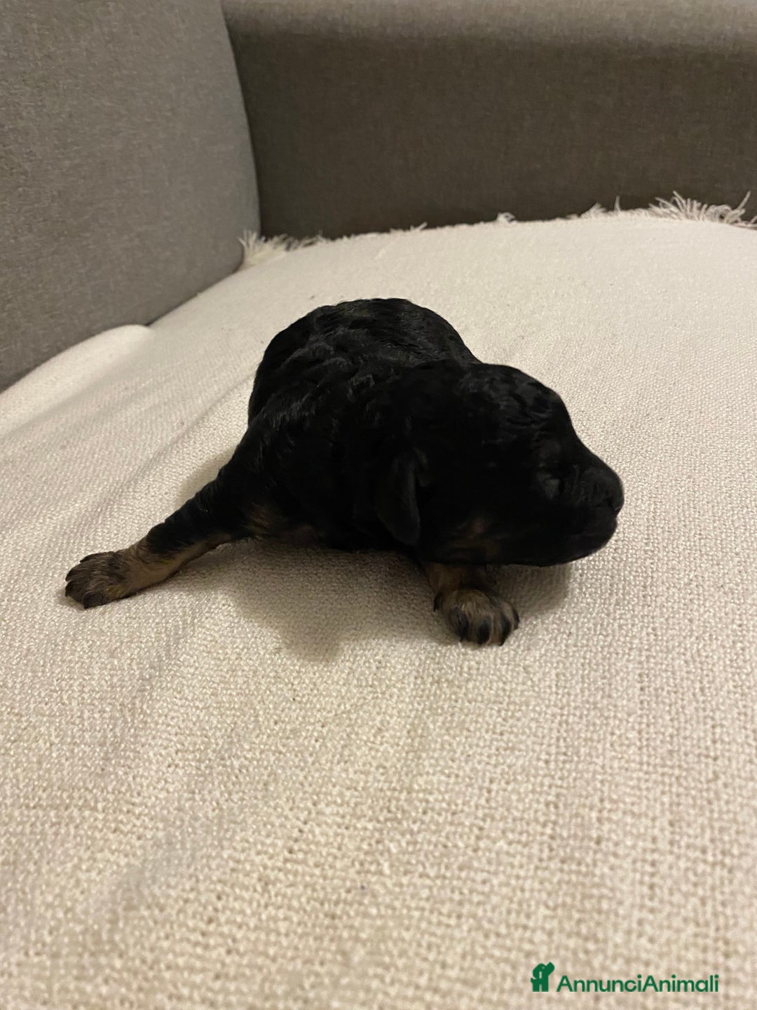 Barboncino cani in vendita: Cuccioli di barboncino  - Annuncio 7