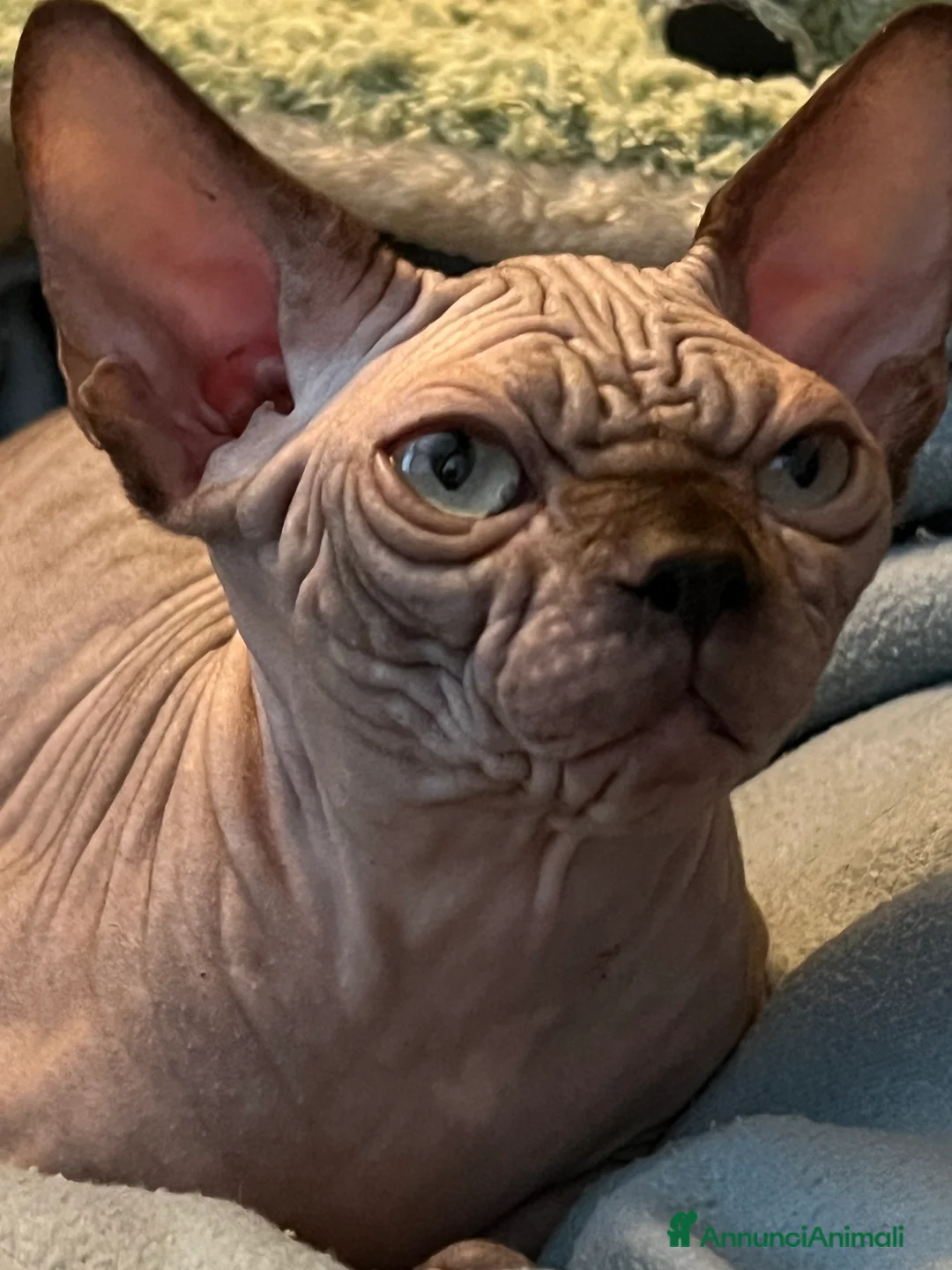 Sphynx gatti in vendita: Sphynx  - Annuncio 6