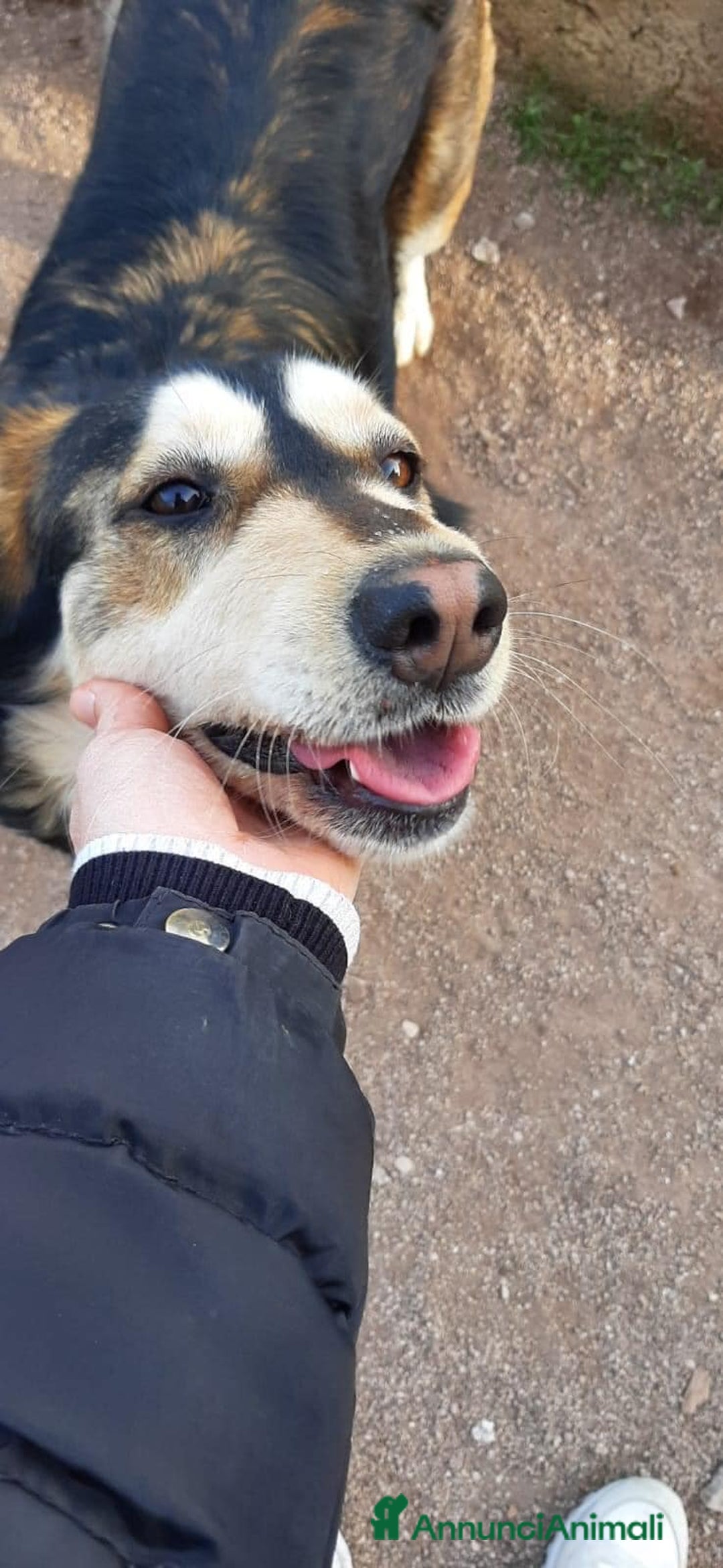 Husky cani in regalo: LARA  a Provincia di Avellino - Annuncio 1