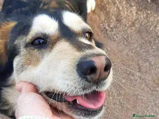 Husky cani LARA a Provincia di Avellino - Annuncio 1