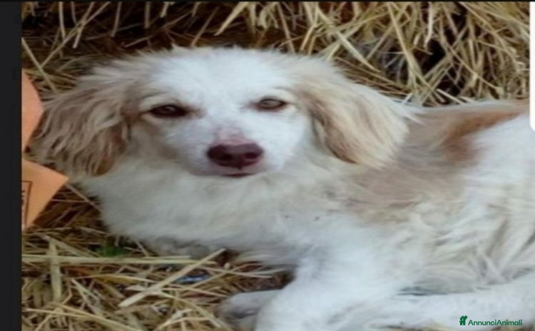 Meticcio cani a Città metropolitana di Milano - Annuncio 20