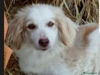 Meticcio cani Lula 4anni e 1/2 kg9 PARALIZZATA MA AUTONOMA.PESAR a Città metropolitana di Milano - Annuncio 27