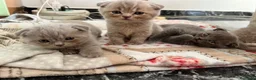 British gatti in vendita: gattini Scottish Fold e British Shorthair - Annuncio 9