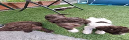 Lagotto cani in vendita: Lagotto - Annuncio 7