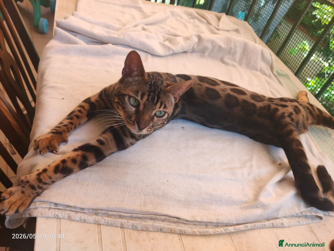 Bengala gatti in vendita: Gatto Bengala Maschio  - Annuncio 2