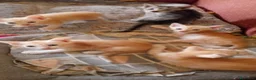 Europeo gatti in regalo: Gattini da adottare - Annuncio 1