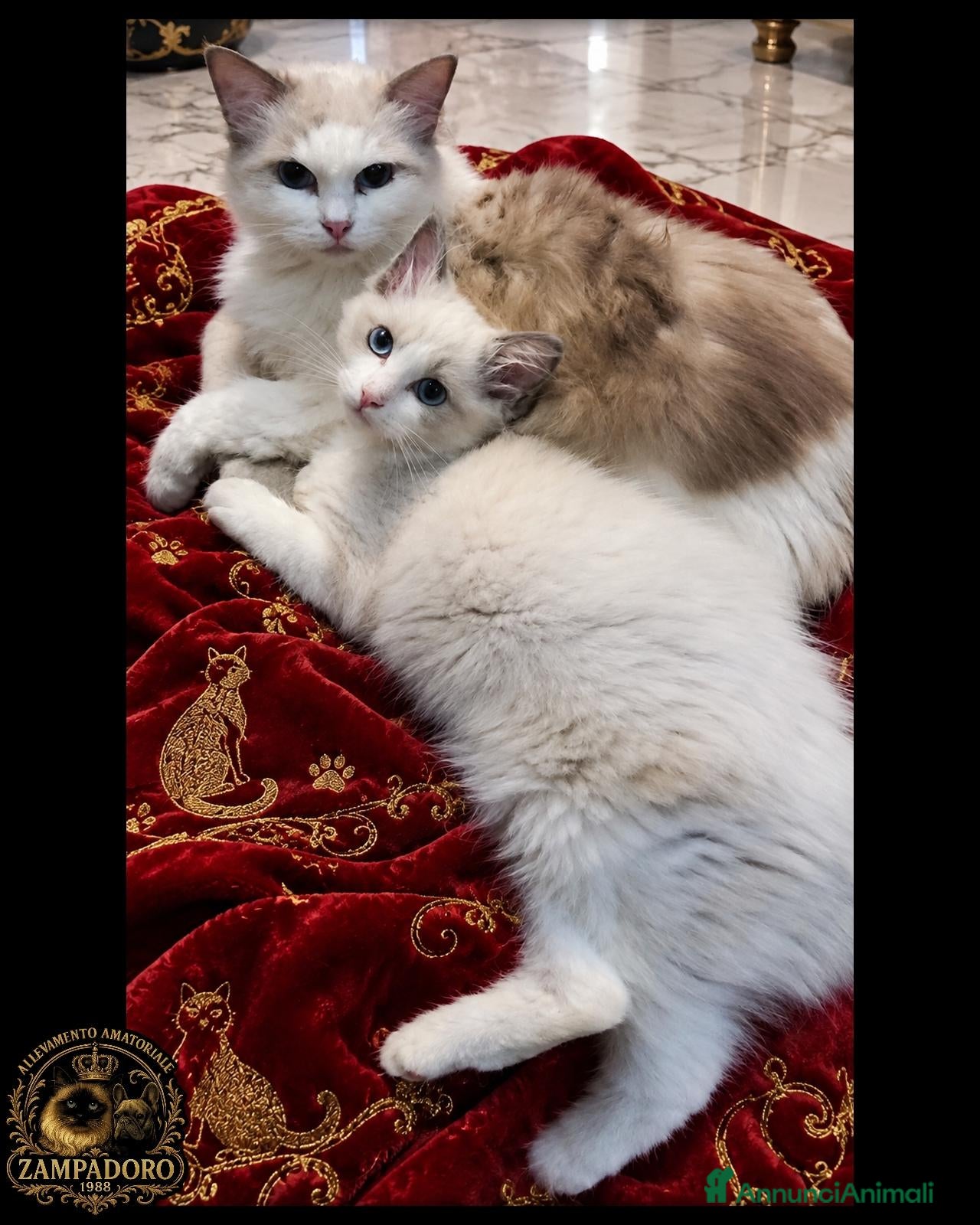 Ragdoll gatti Ragdoll con pedegree senza obblighi  - Annuncio 8