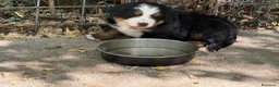 Bovaro del Bernese cani in vendita: Cucciole di Bovaro del Bernese - Annuncio 5