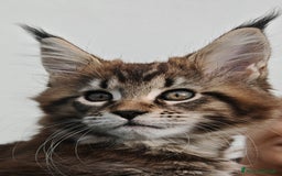 Maine Coon gatti in vendita: Cuccioli MAINE COON - Annuncio 9