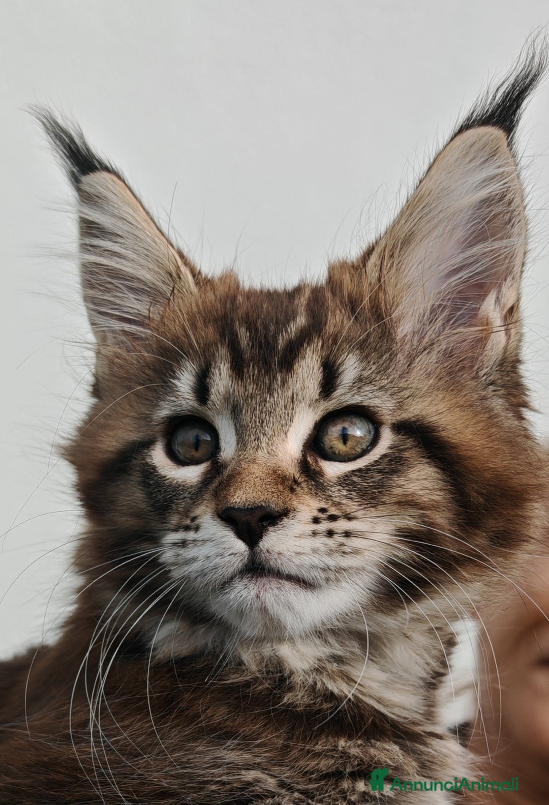 Maine Coon gatti in vendita: Cuccioli MAINE COON - Annuncio 9