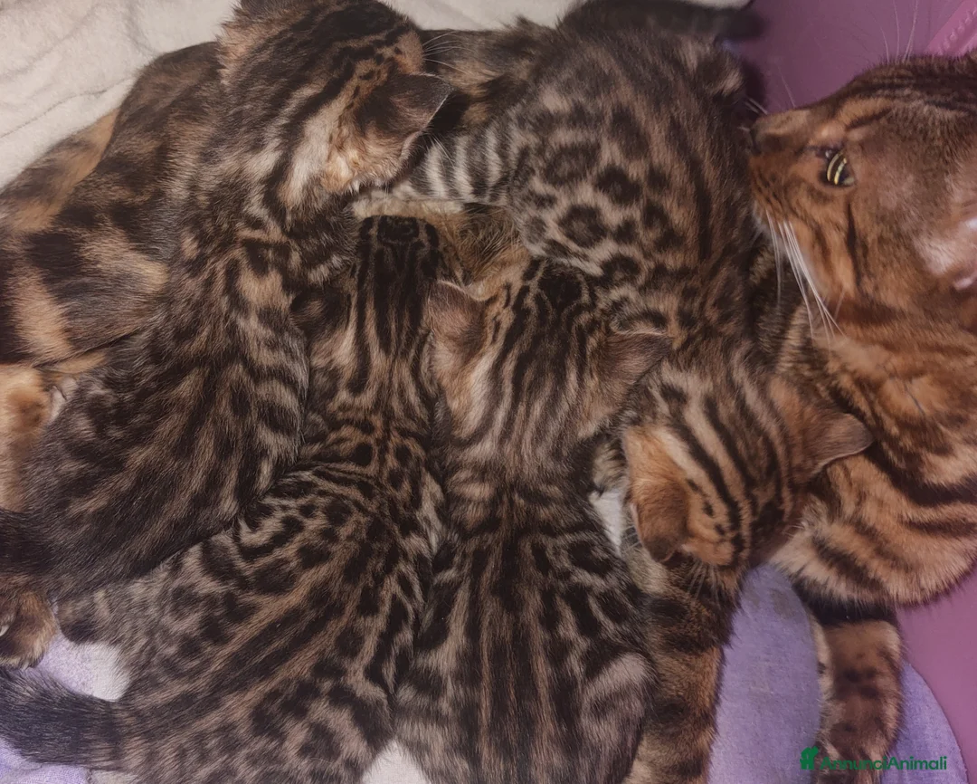 Bengala gatti in vendita: Spettacolare gatto del Bengala  - Annuncio 4