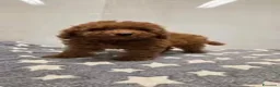 Barboncino Toy cani in vendita: BARBONCINO TOY ROSSO - ULTIMO MASCHIETTO - Annuncio 2