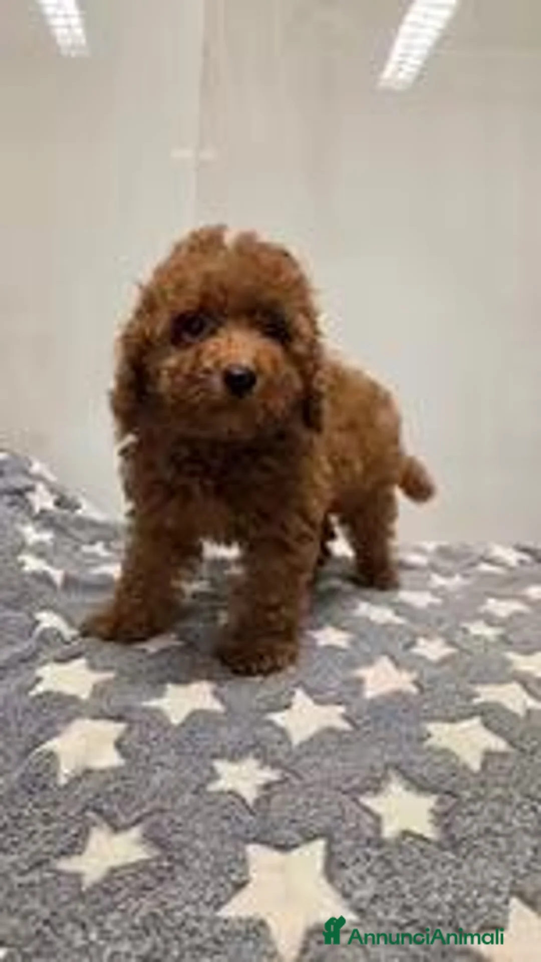 Barboncino Toy cani in vendita: BARBONCINO TOY ROSSO - ULTIMO MASCHIETTO - Annuncio 2