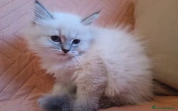 Siberiano gatti in vendita: Cuccioli siberiani  - Annuncio 2