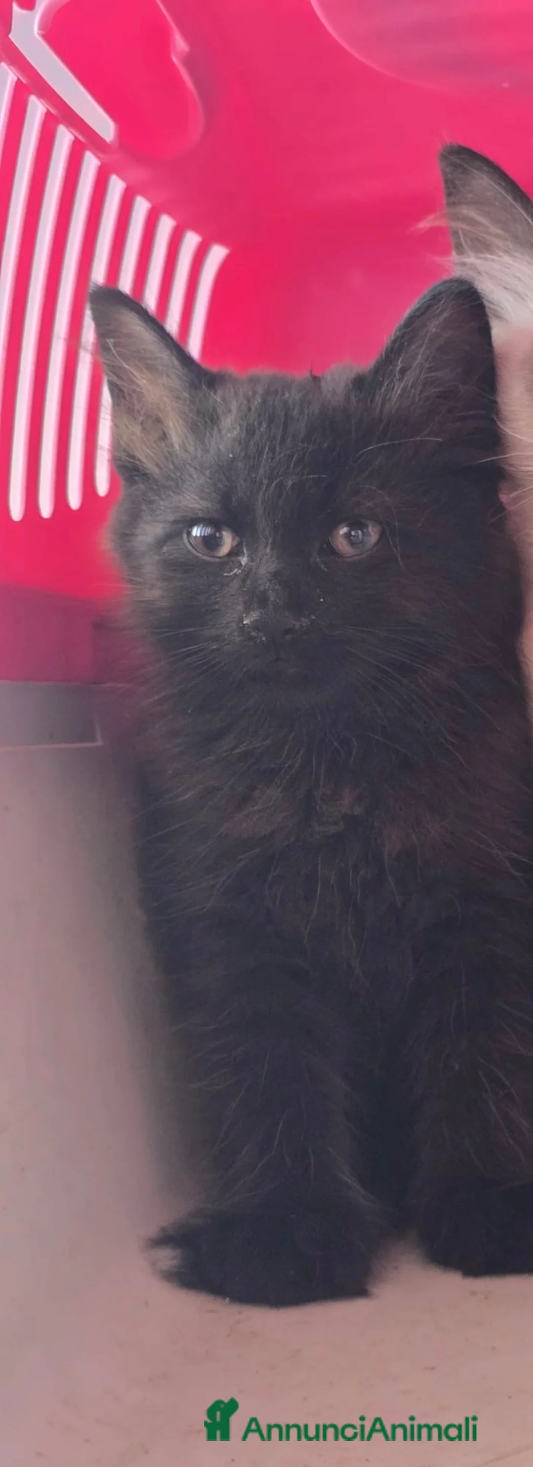 Altre razze gatti in regalo: MARTE CERCA CASA 🏡 - Annuncio 2