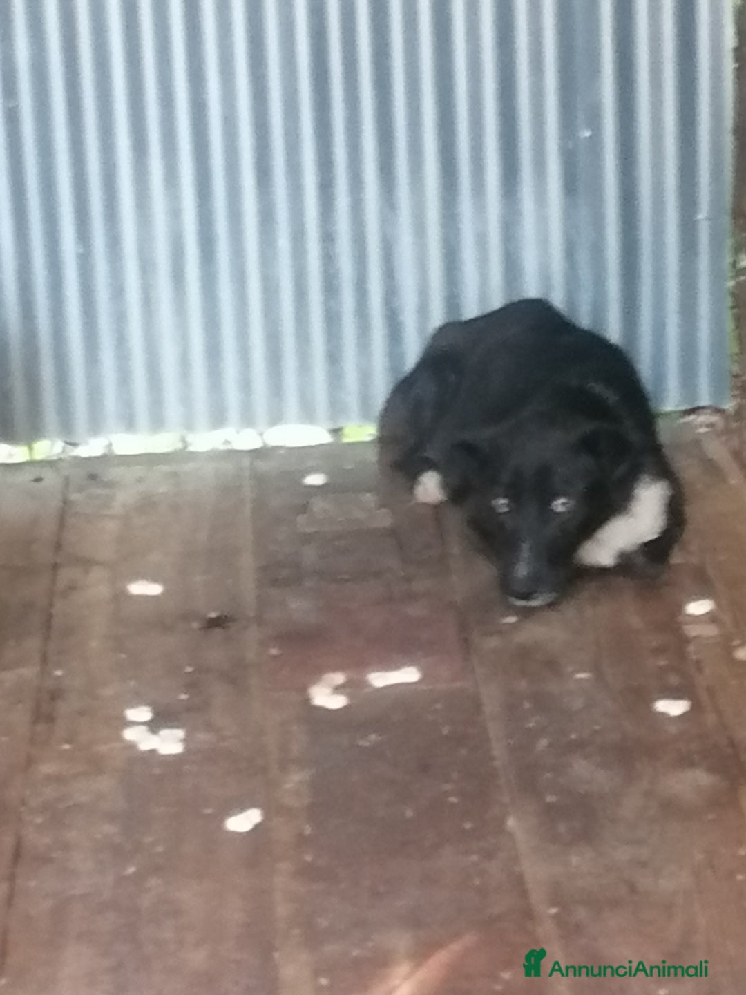Labrador cani in regalo: Coby Labrador Mix a Provincia di Rovigo - Annuncio 3