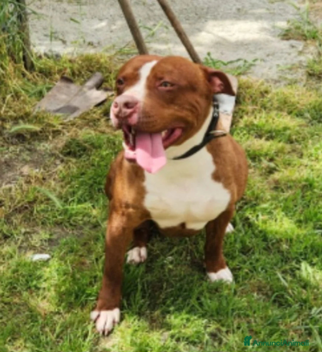 Pitbull cani in regalo: Drake e sorella Pitbull 20/22mesiBUONISSIMI.SUD  - Annuncio 2