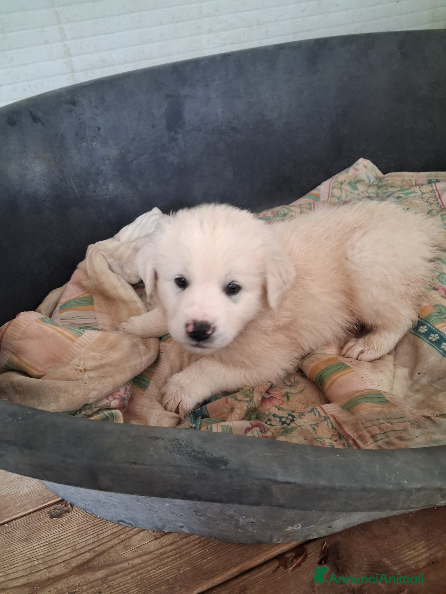 Meticcio cani Cuccioli in canile - Annuncio 2