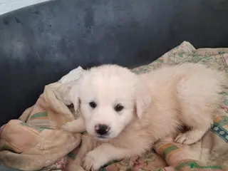 Meticcio cani Cuccioli in canile - Annuncio 2