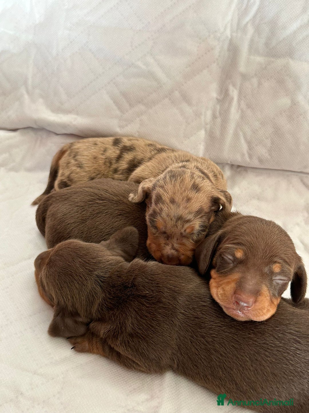 Bassotto cani in vendita: Disponibile femmina cioccolato  - Annuncio 5